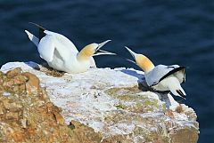 Northern Gannet